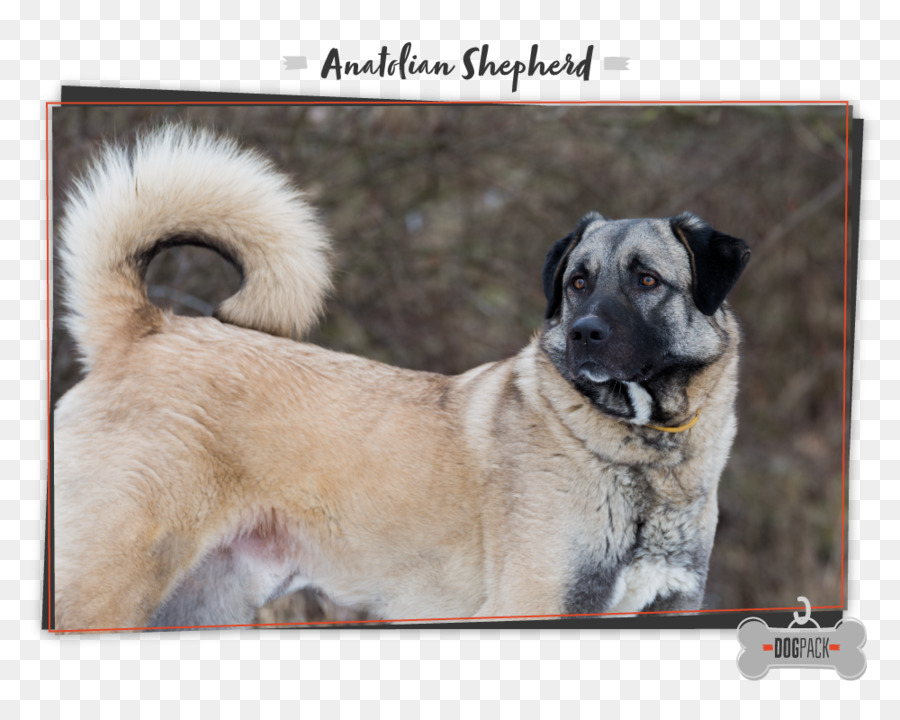 Anjing Berkembang Biak，Anatolia Gembala PNG