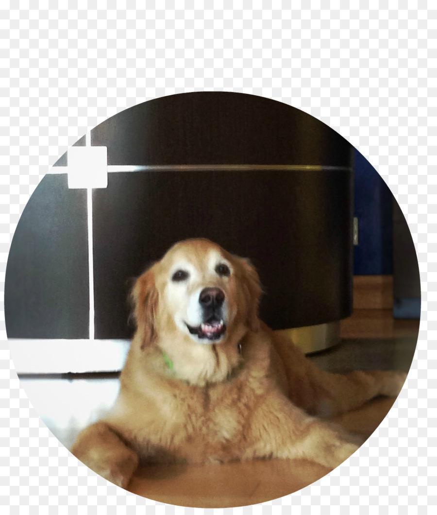 Golden Retriever，Anjing PNG