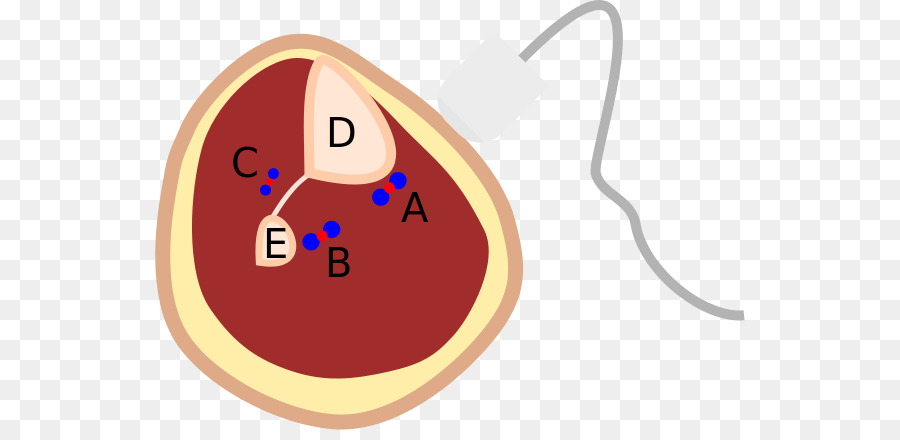 Betis，Tibialis Posterior Arteri PNG