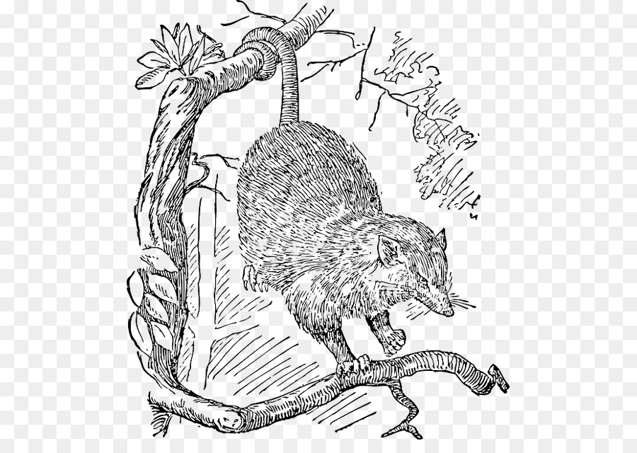 Vertebrata，Opossum PNG