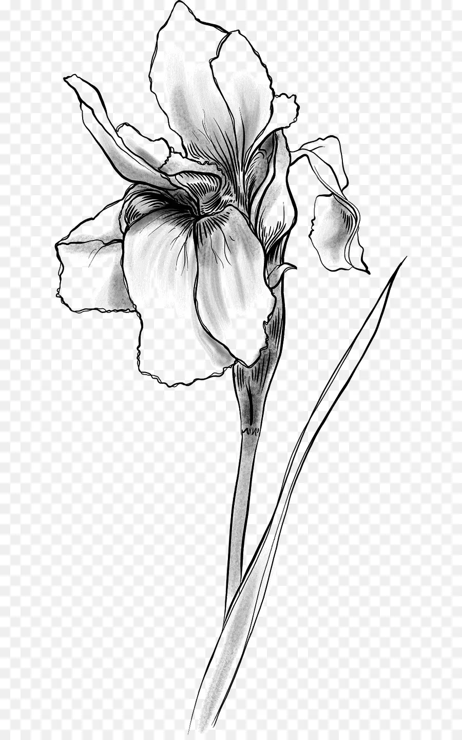 Bunga Iris，Daun Bunga PNG