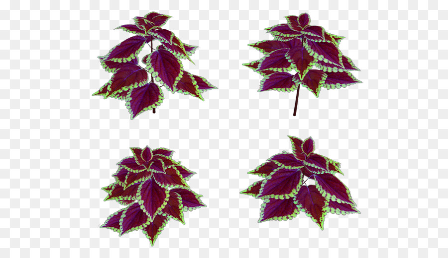 Tanaman Coleus，Daun Daun PNG