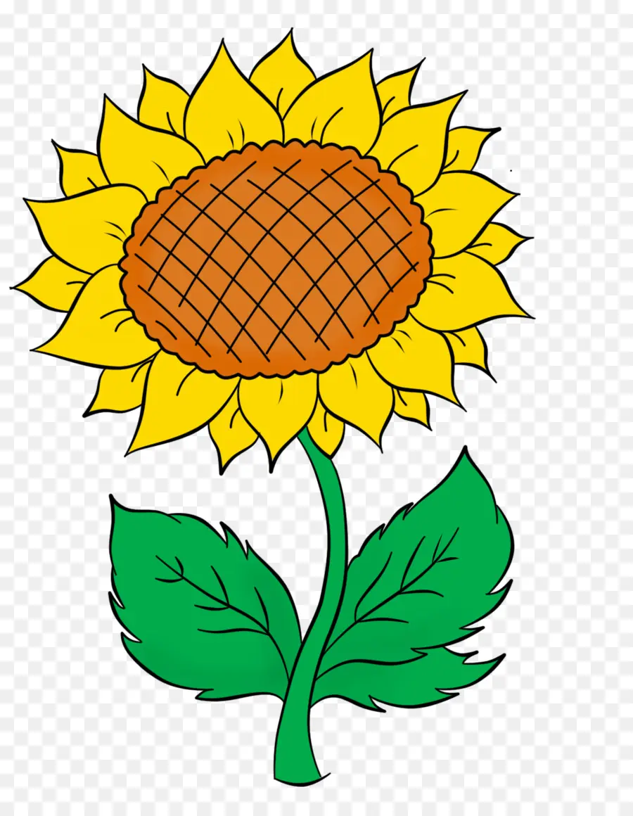 Umum Bunga Matahari，Setengah PNG