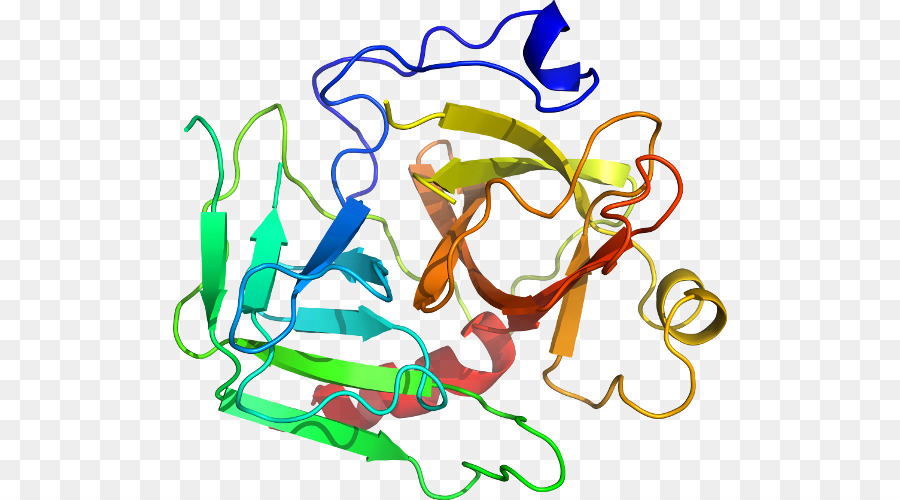 Struktur Protein，Biologi PNG