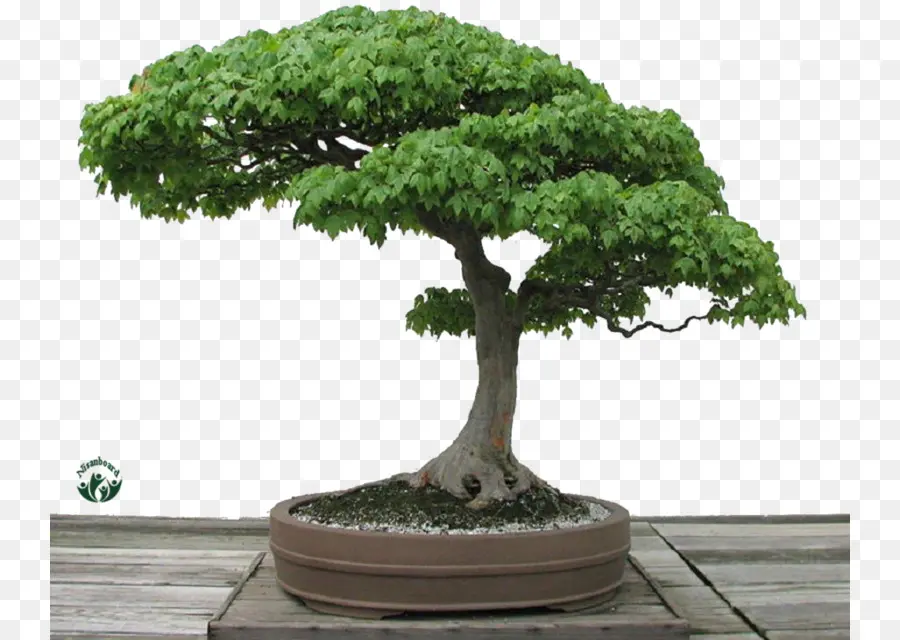 Pohon Bonsai，Pohon Miniatur PNG