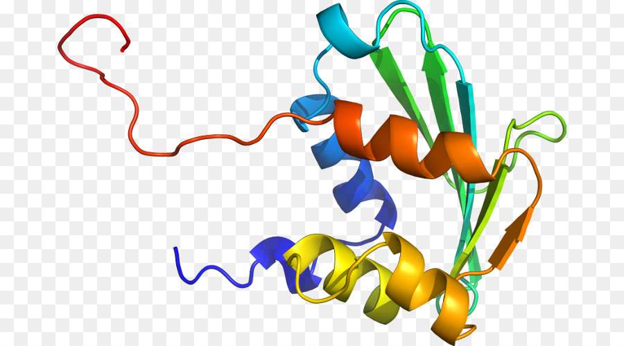 Struktur Protein，Biologi PNG