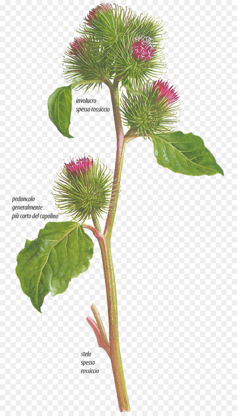 Tanaman Burdock，Herba PNG