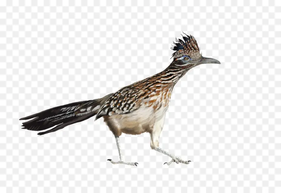 Pelari Jalan，Burung PNG