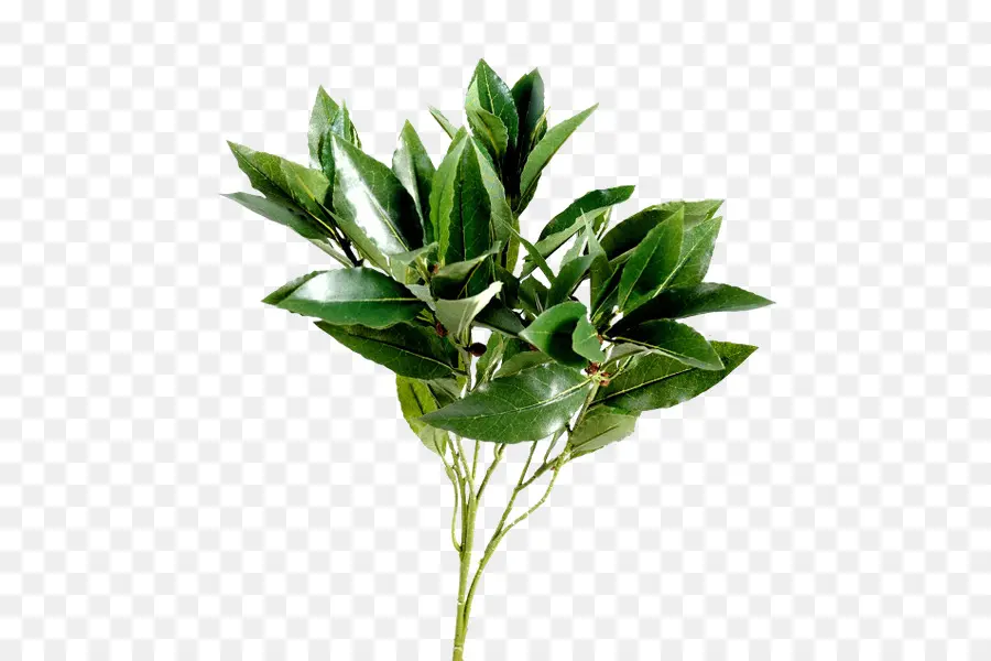 Daun，Bay Laurel PNG