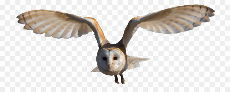 Burung，Snowy Owl PNG