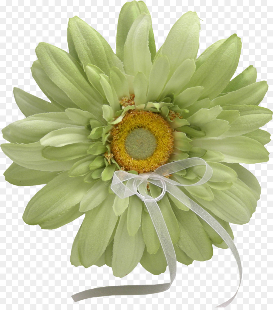 Daisy Umum，Bunga PNG