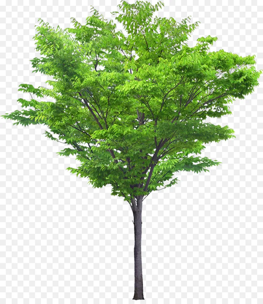 Belalang Hitam，Pohon PNG