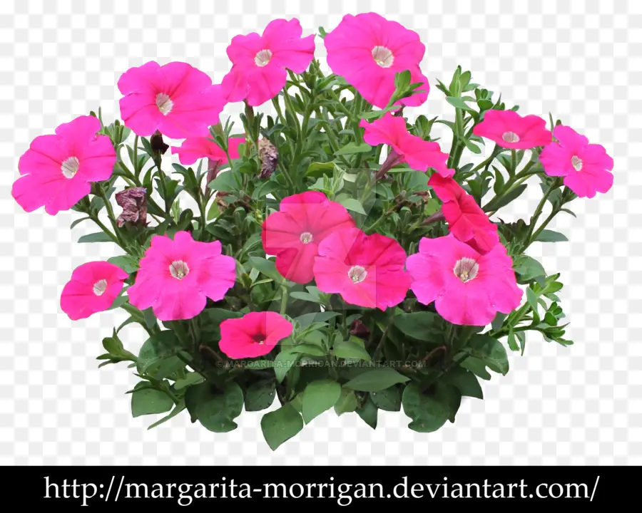 Petunia，Vervain PNG