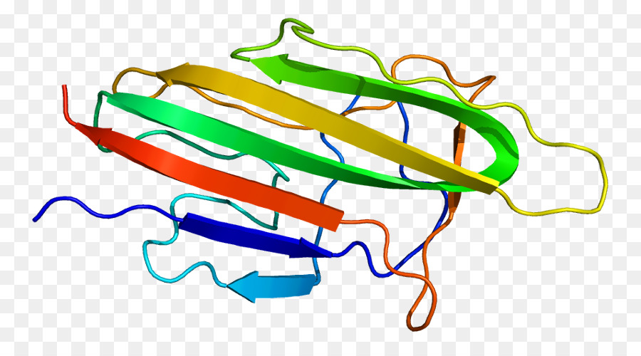 Struktur Protein，Molekul PNG