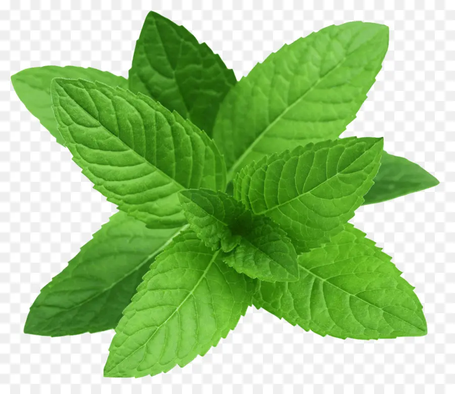 Daun Mint，Hijau PNG