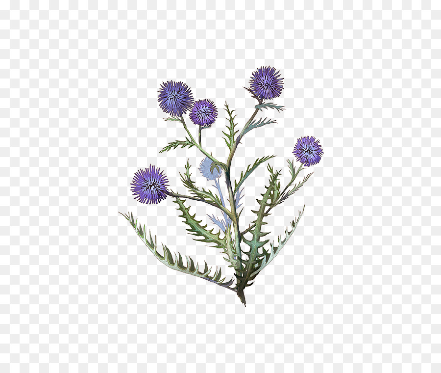 Pabrik Batang，Thistle PNG