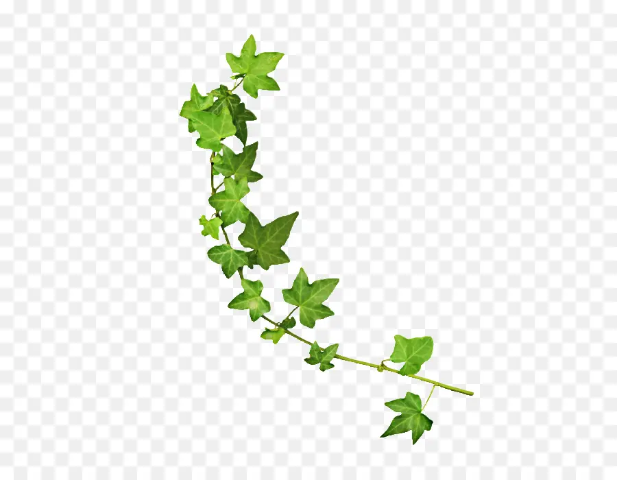 Daun，Men Download PNG