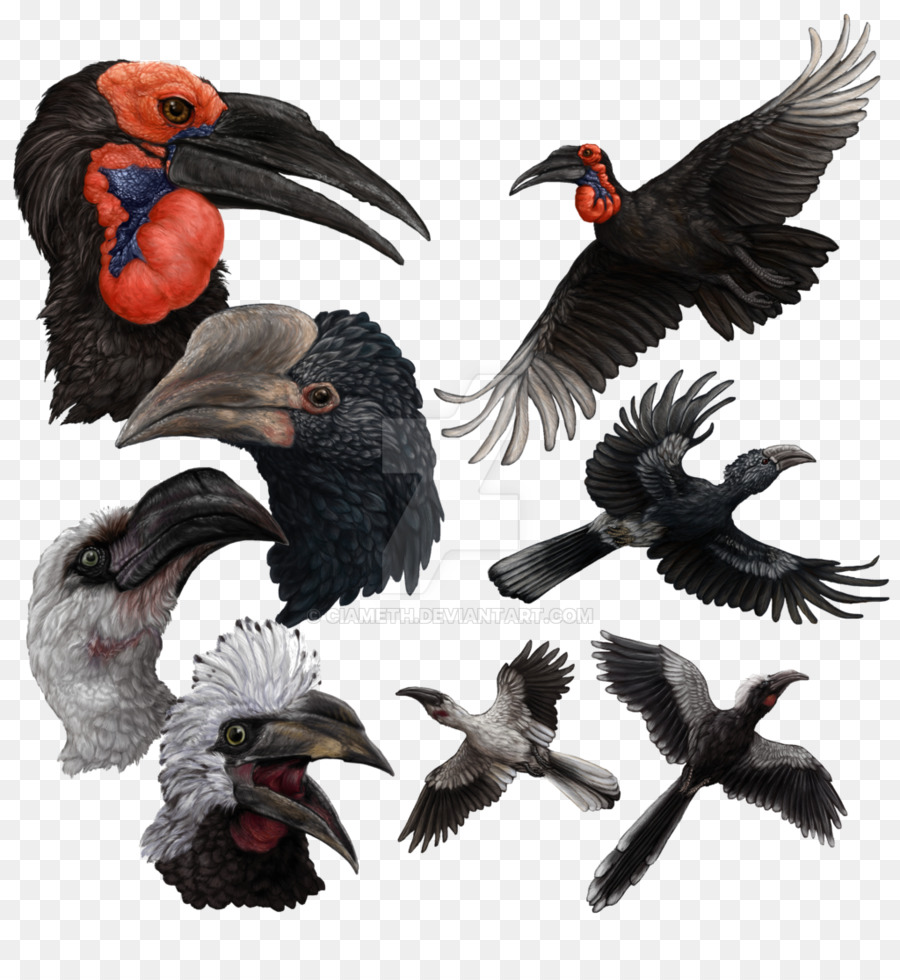 Blackandwhitecasqued Enggang，Burung Enggang Dari Dunia Fotografi Panduan PNG