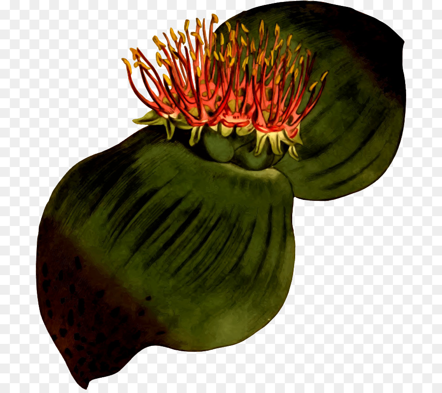 Bunga，Buah PNG