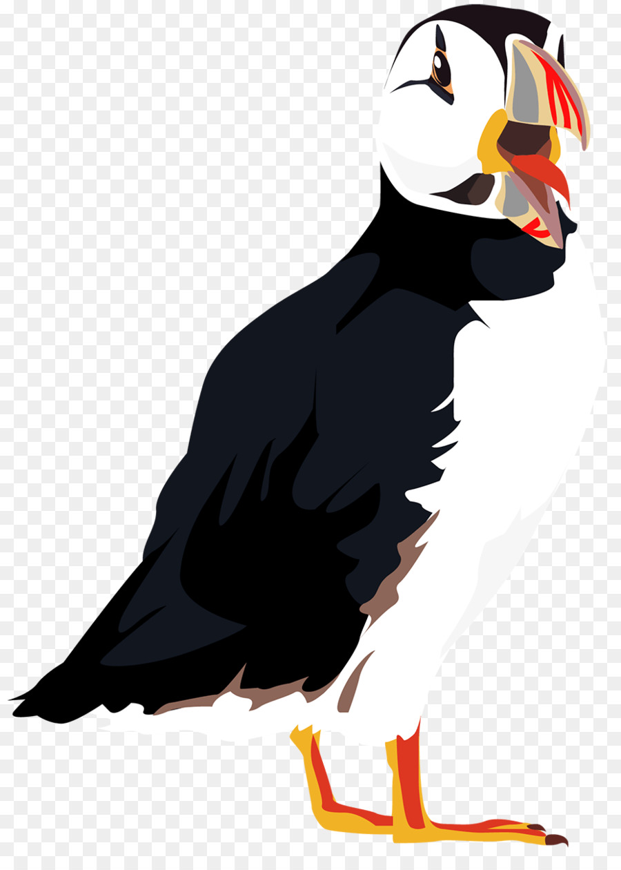 Burung Bayan Laut，Burung PNG