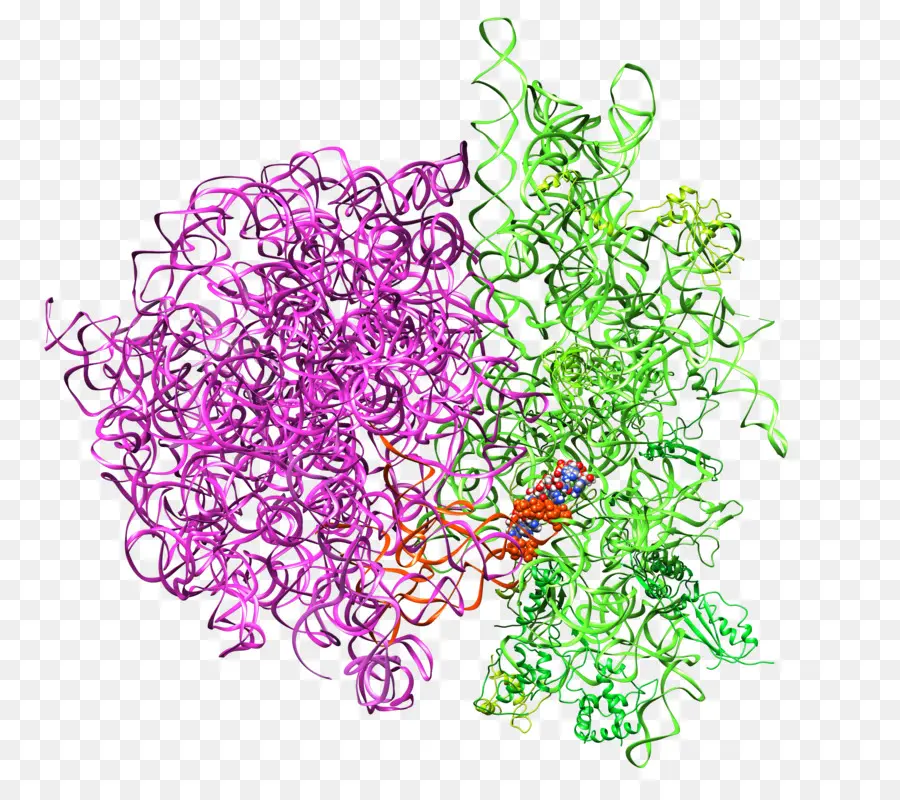 Struktur Protein，Biologi PNG