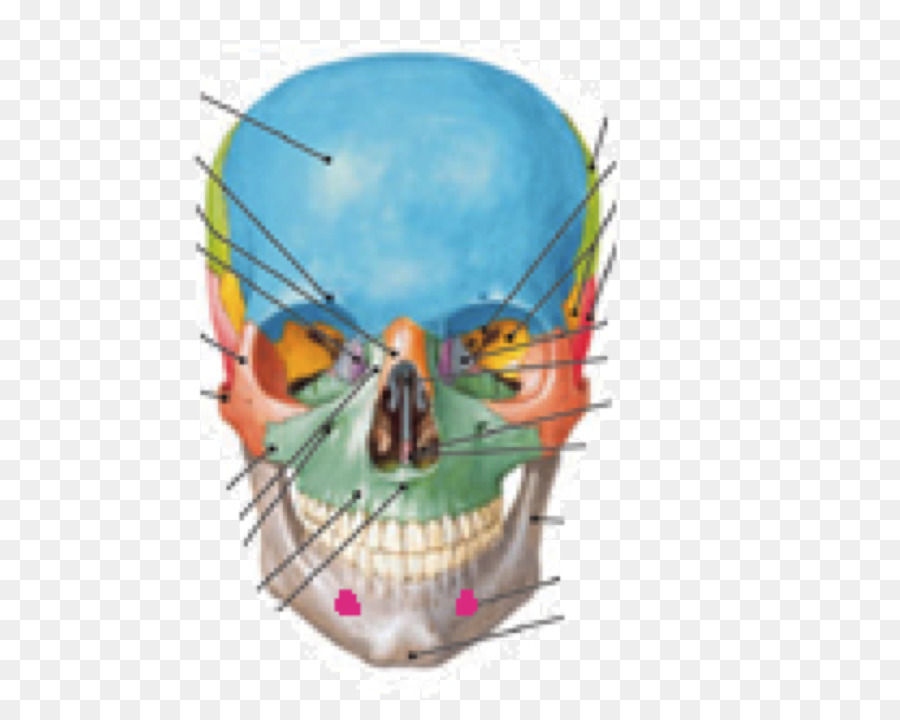 Tengkorak，Supraorbital Foramen PNG