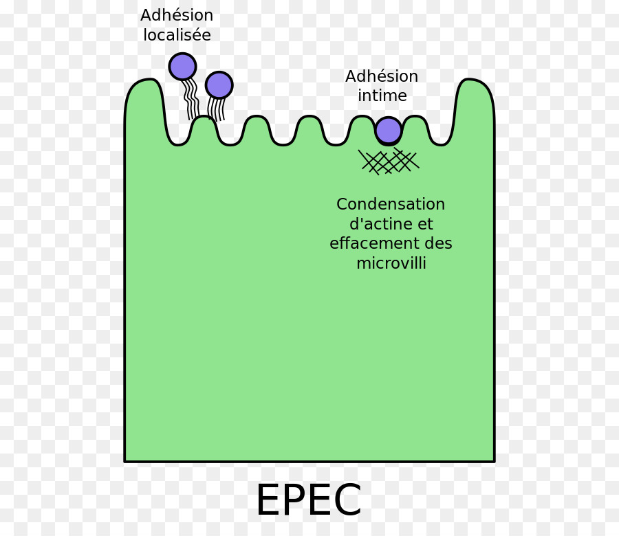 E Coli，Pathovar PNG