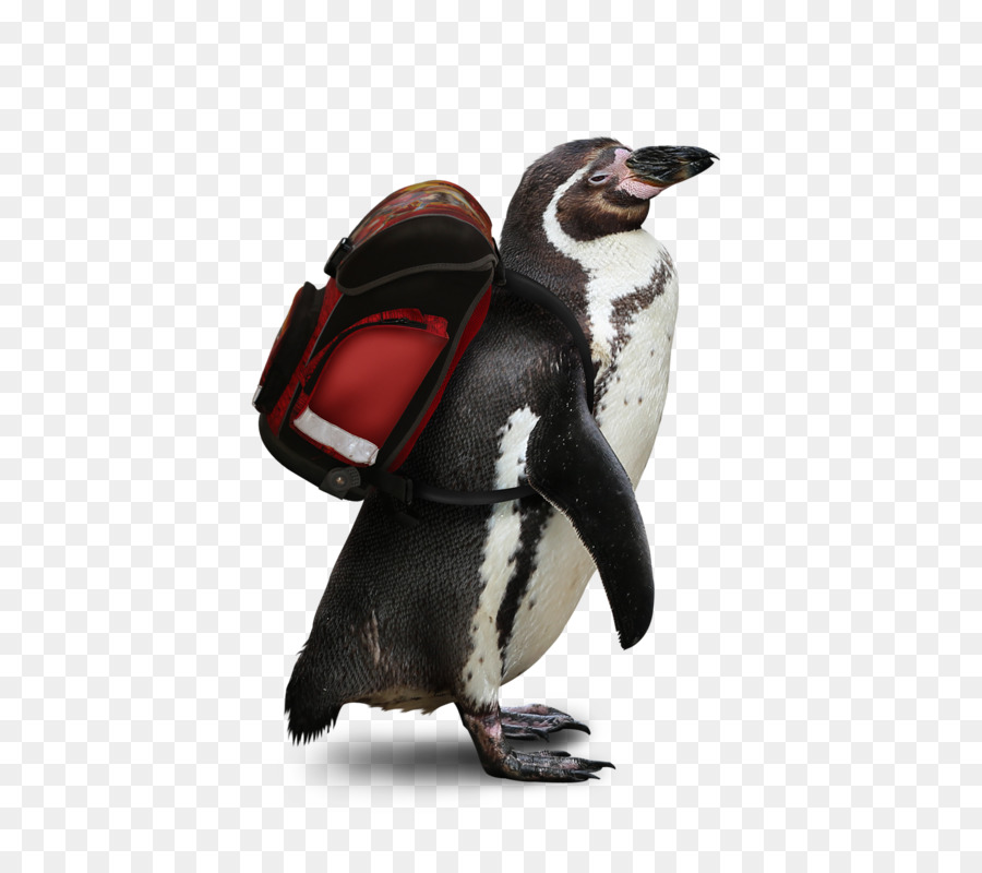 Penguin，Tale Of Nelayan Dan Ikan PNG