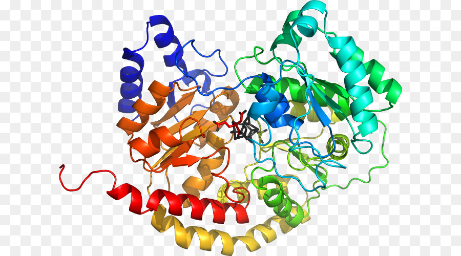 Struktur Protein，Molekul PNG