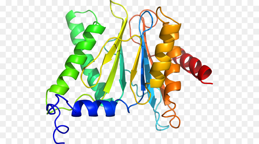 Struktur Protein，Molekul PNG