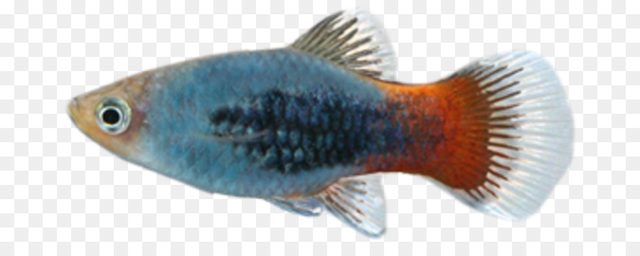 Ikan，Akuatik PNG