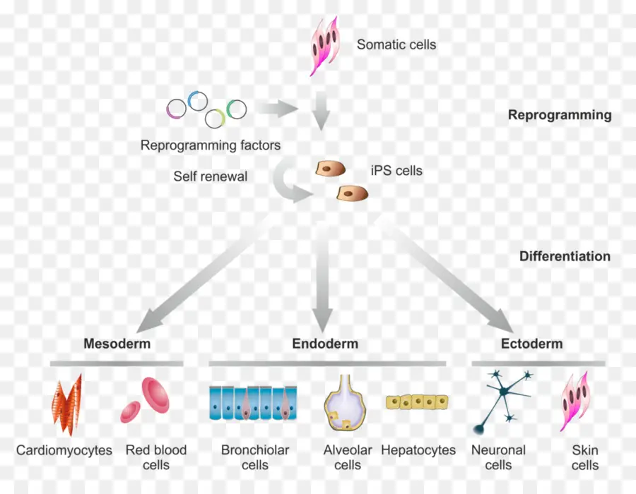 Diagram Diferensiasi Sel，Sel PNG