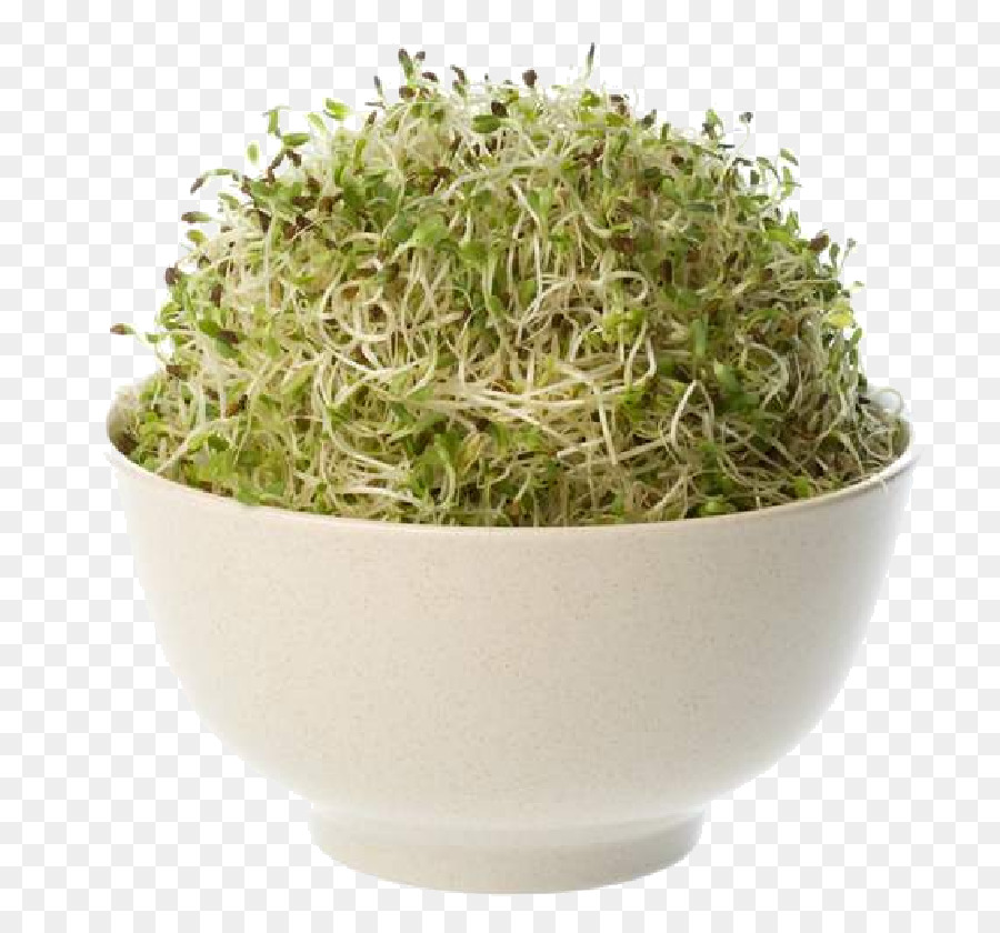 Makanan Organik，Alfalfa PNG