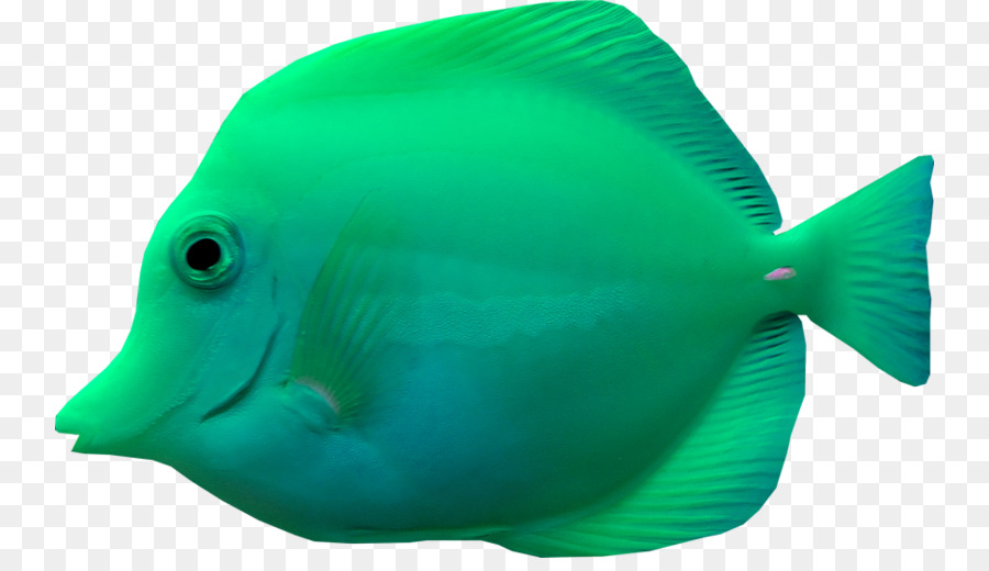 Ikan，Akuatik PNG