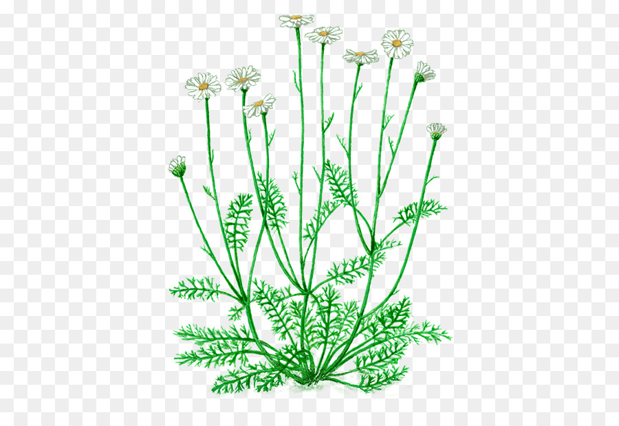 Pyrethrum，Dalmatian Pellitory PNG