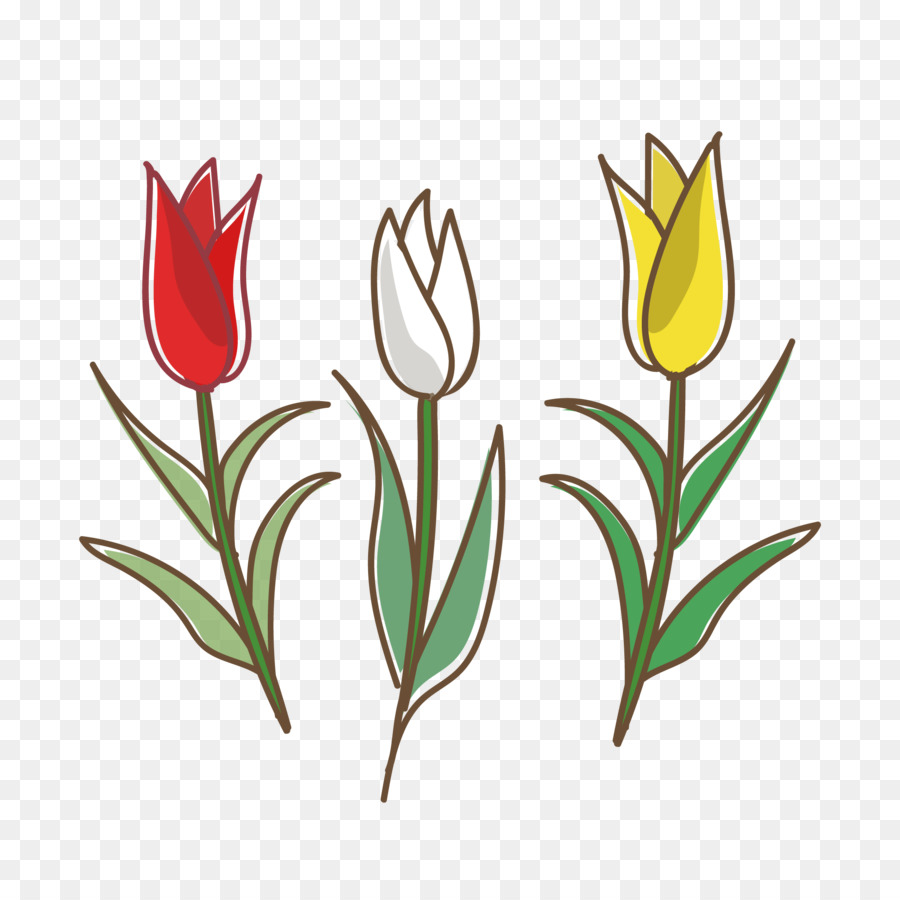 Tulip，Putih PNG