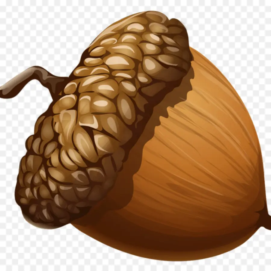 Biji Pohon Ek，Kacang PNG