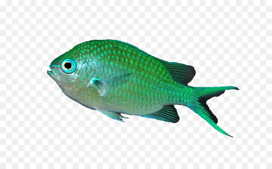 Chromis Hijau Biru，Ikan Tropis PNG