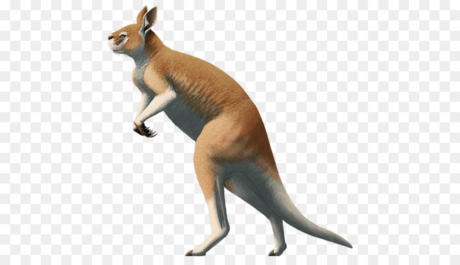 Kanguru，Marsupial PNG