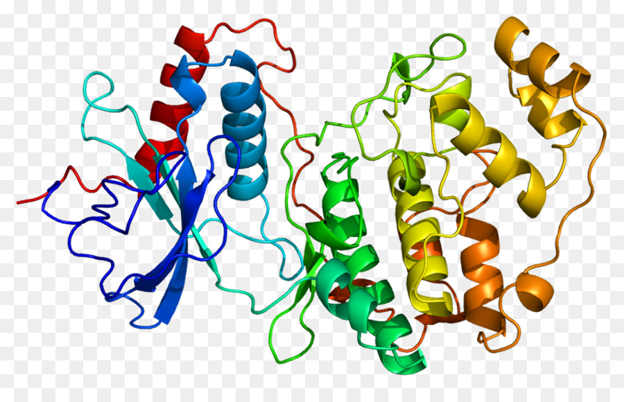 Struktur Protein，Molekul PNG