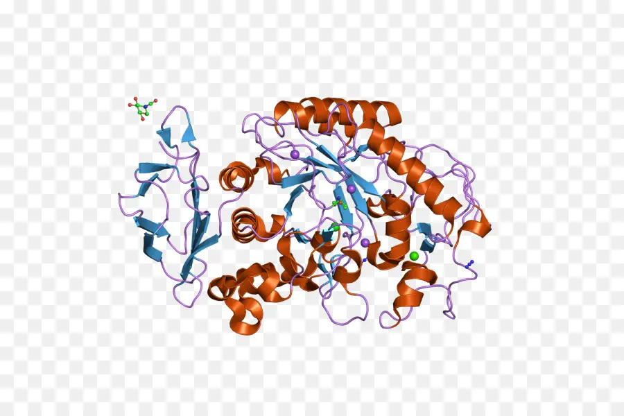 Struktur Protein，Biologi PNG