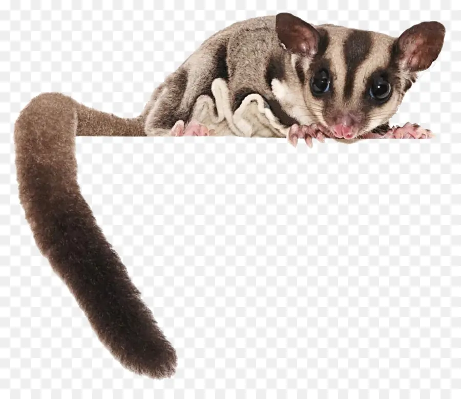 Sugar Glider，Marsupial PNG