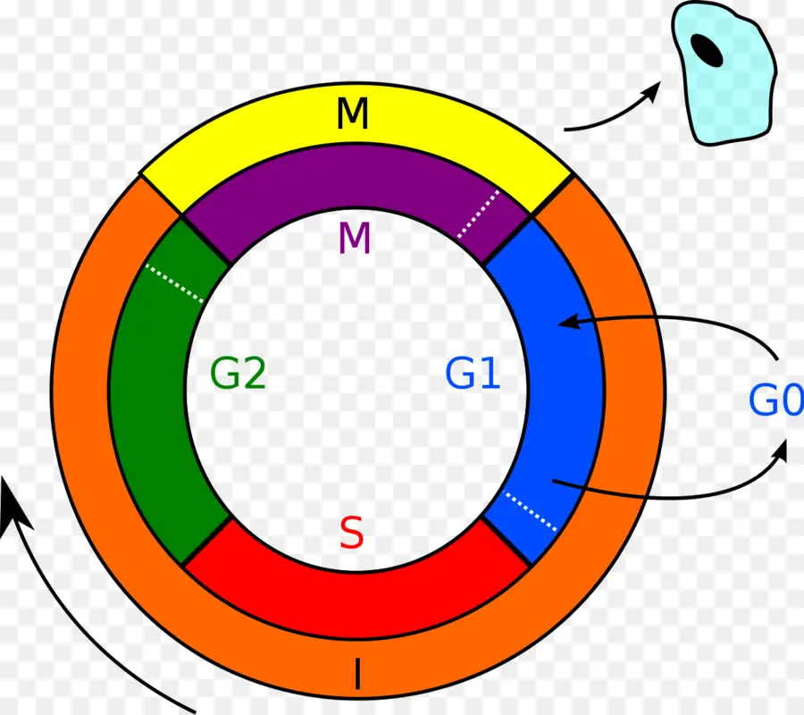 Siklus Sel，Biologi PNG