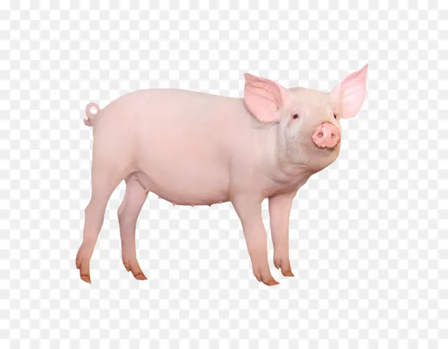 Babi，Peternakan PNG