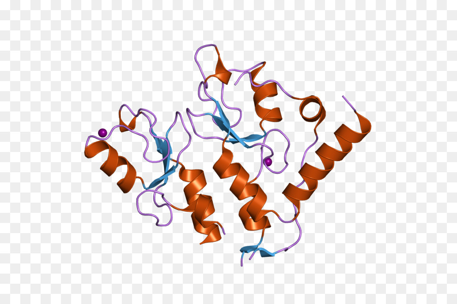 Struktur Protein，Molekul PNG