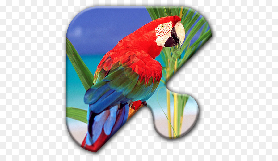 Wallpaper Burung Lovebird 3d Image Num 91