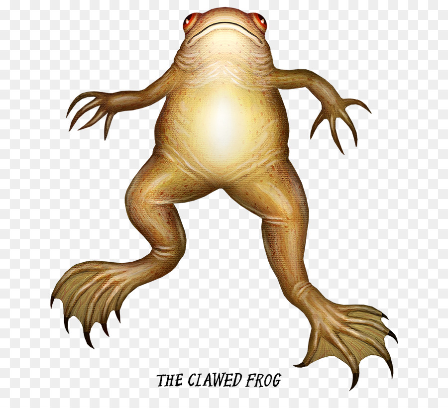 Katak，Kodok PNG