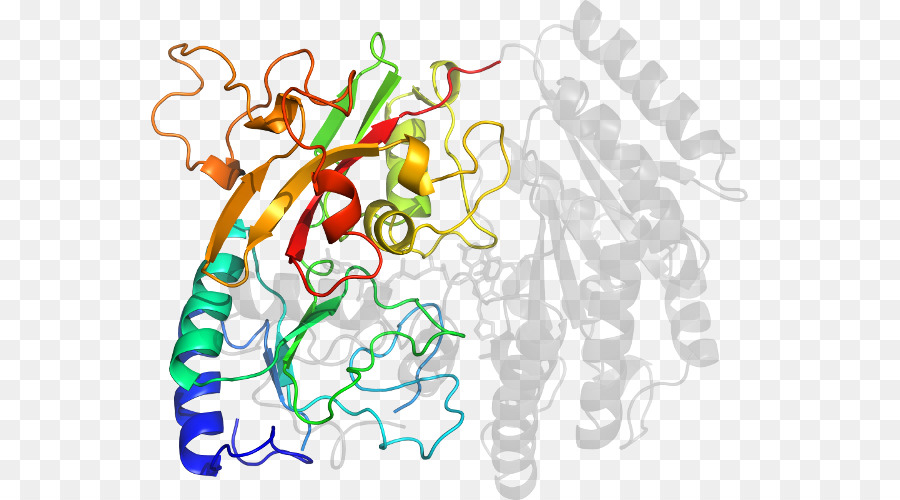 Struktur Protein，Molekul PNG