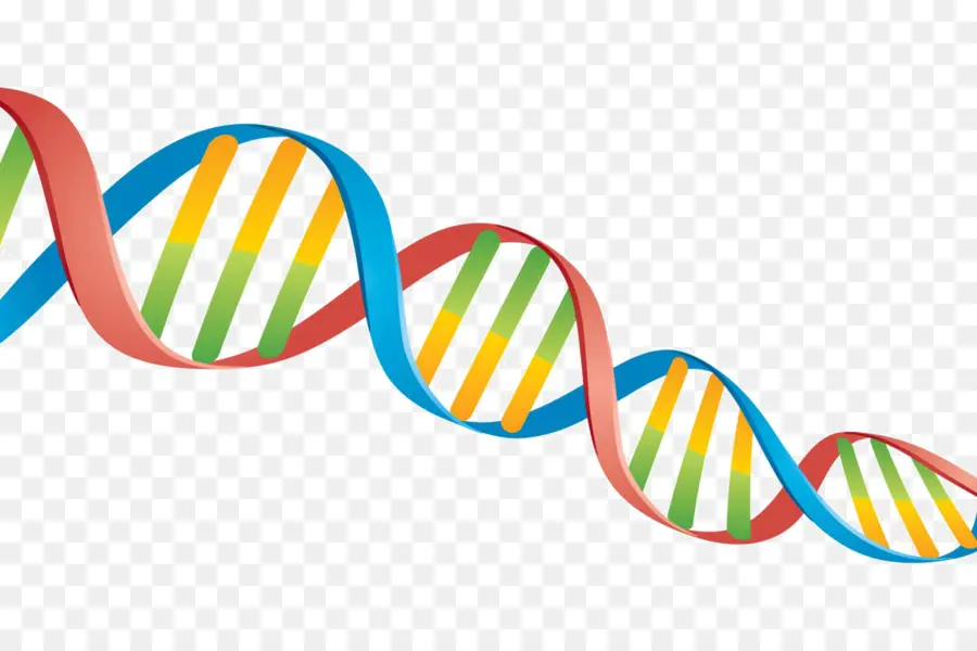 Dna，Spiral PNG