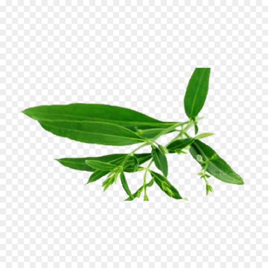 Daun Hijau，Dedaunan PNG